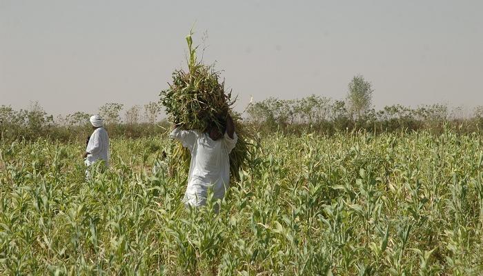 143-174308-abu-dhabi-development-sudanese-agricultural_700x400
