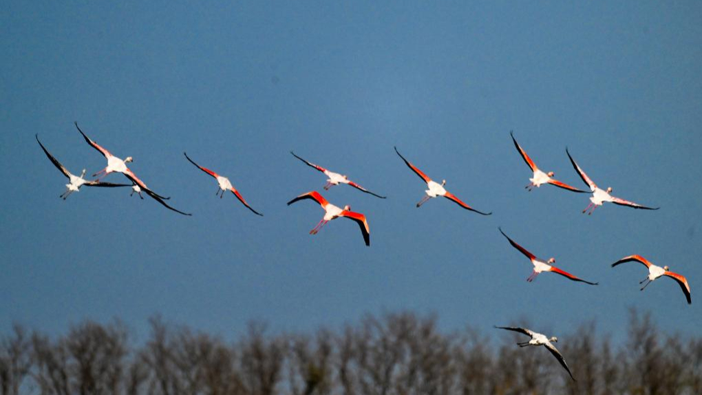 اليونسكو تقرر عقد الدورة الـ21 للجنة صون التراث الثقافي غير المادي في مدينة شيامن الصينية عام 2026