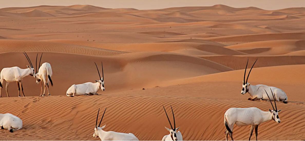 محمية الوحوش في دبي.. 91 نوعًا فطريًا في واحة للتنوع البيولوجي